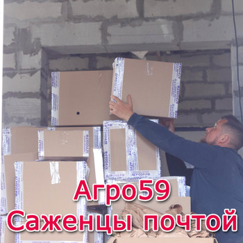 Интернет Магазин Саженцы Почтой